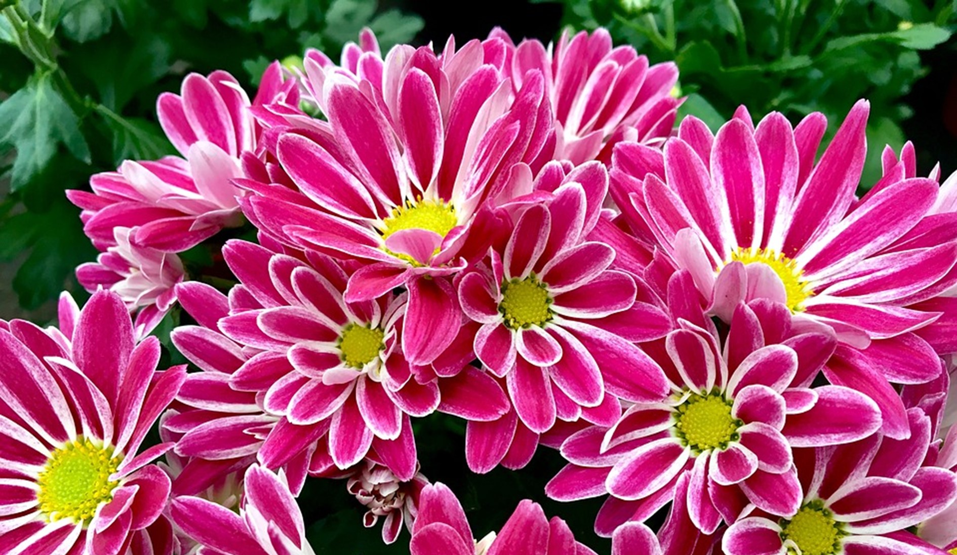 tout-savoir-sur-les-chrysanth-mes-culture-et-entretien